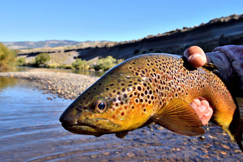 0682SAN HUBERTO MARCH 2019