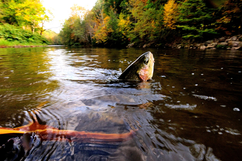 09 Rainbow Trout0005