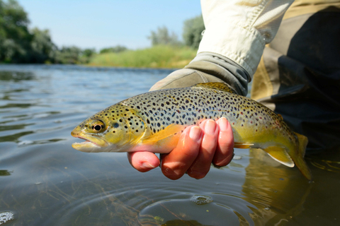2013 0296BIGHORN RIVER