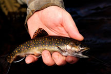 2816 WILD BROOK TROUT 2012