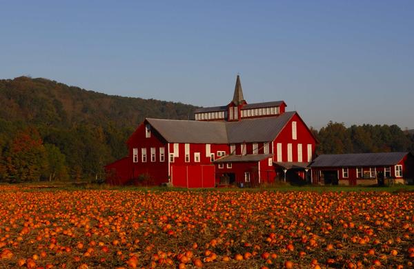 BARN AND PUMPKINS PA.05