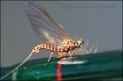 Female Hendrickson spinner with eggs 14. DSC 7040 copyWM
