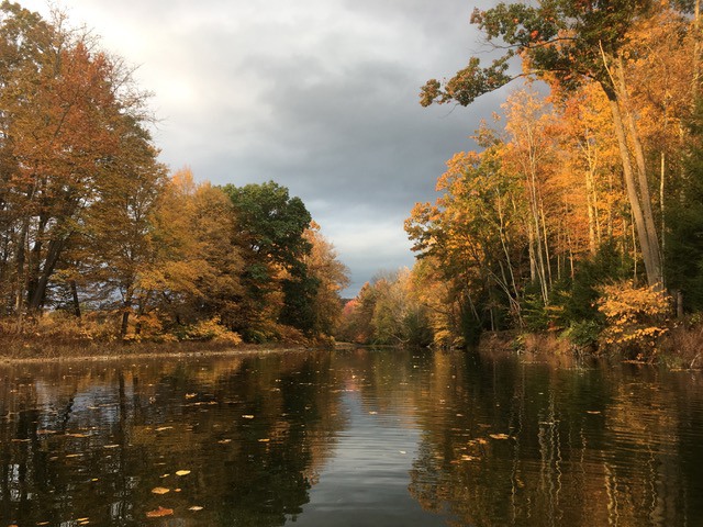 Leaves on Fishing Creek