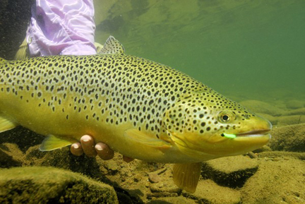 Trout on a caterpillar 207