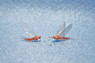  Sulpher Epeorus vitreus HJL6377 edited 1 Copy 2