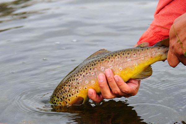brown trout release 080174