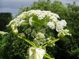 hogweed